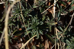 Alyssoides utriculata