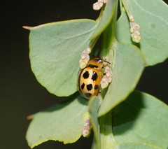 Peltoschema basicolle