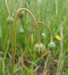 Microseris bigelovii