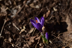 Crocus neapolitanus