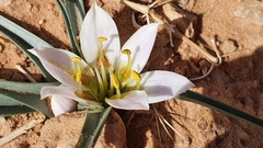 Colchicum gramineum