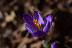 Crocus neapolitanus