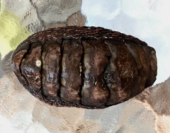 Enoplochiton niger