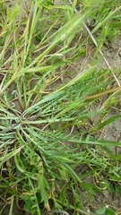 Microseris bigelovii