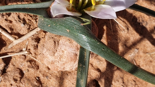 Colchicum gramineum