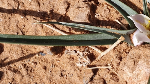 Colchicum gramineum
