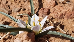 Colchicum gramineum
