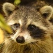 Florida Raccoon - Photo (c) Aidan Campos, some rights reserved (CC BY-NC), uploaded by Aidan Campos