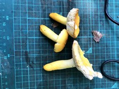 ウコンハツ