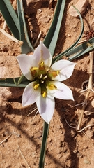Colchicum gramineum