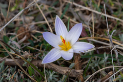 Crocus variegatus