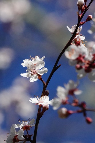 iNaturalist observation photo of Cherry-plum