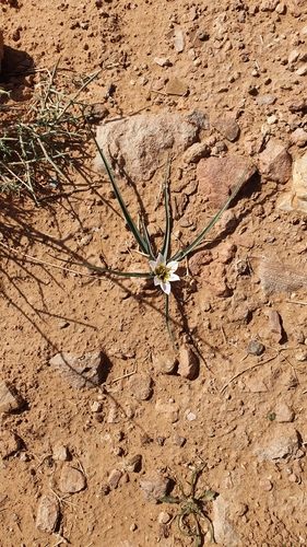 Colchicum gramineum