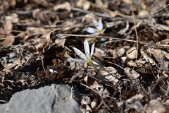 Colchicum hungaricum