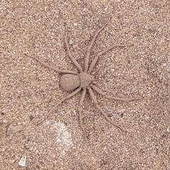 Sicarius thomisoides