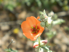 Sphaeralcea crispa