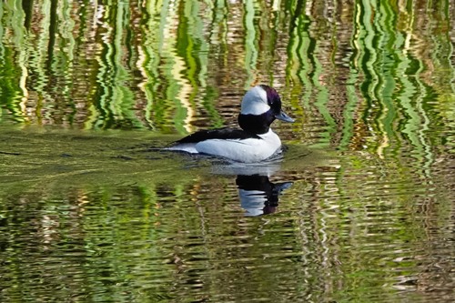 iNaturalist observation photo of Bufflehead