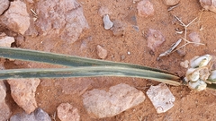 Albuca amoena image