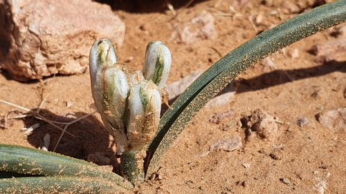 Albuca amoena image