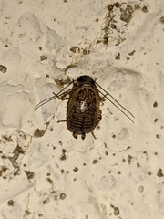 Phyllodromica subaptera