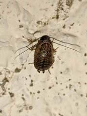 Phyllodromica subaptera