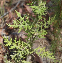 Senecio bathurstianus