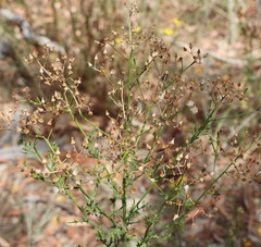 Senecio bathurstianus