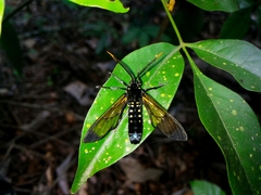 Isanthrene incendiaria