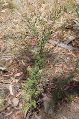 Senecio bathurstianus