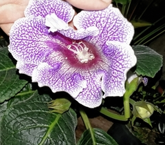 Gesnerieae