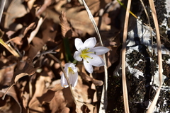 Colchicum hungaricum