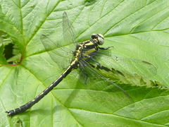 Trigomphus citimus