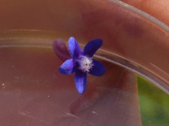 Anchusa aggregata