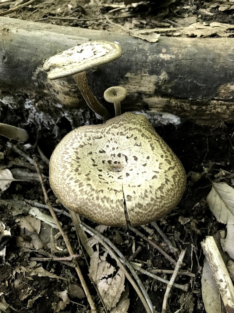 Lentinus arcularius · June 2018 · photo: © atsushi_nakajima_cirque (iNaturalist, cc-by)