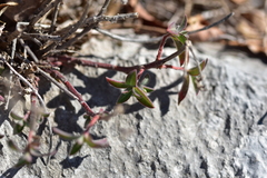 Euphorbia fragifera