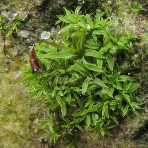 Representative image of Tortula muralis aestiva