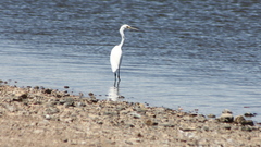 Egretta garzetta nigripes