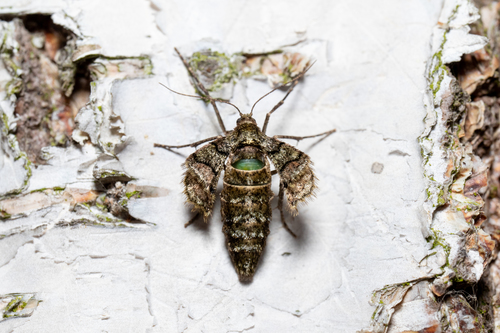 Dotted Border Moth
