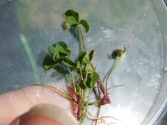 Trifolium tomentosum