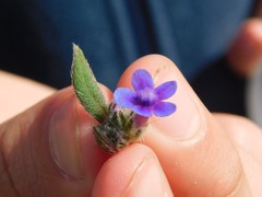 Anchusa aggregata