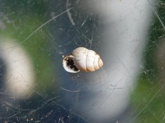 Euchondrus pseudovularis