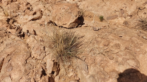 Fever grass (Cymbopogon schoenanthus)