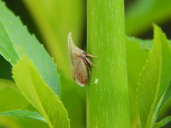 Enchenopa squamigera