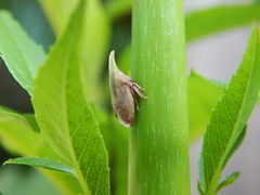 Enchenopa squamigera
