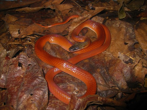 Photo of a Crowned False Boa (Pseudoboa coronata)