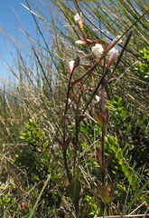 Epilobium chlorifolium