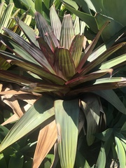 Alcantarea imperialis