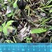 クロノボリリュウ