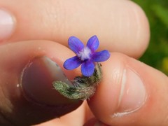 Anchusa aggregata
