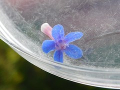 Anchusa aggregata